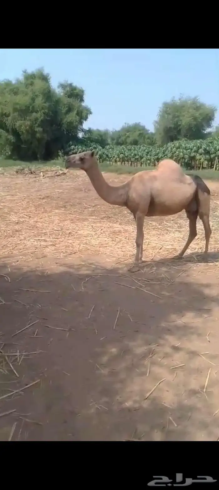 ناقه خلفه اركه 2