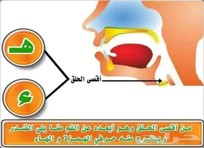 معلم تأسيس وقرآن ونور البيان وتجويد للأطفال وكبار السن 9