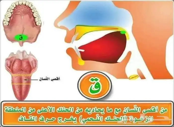 معلم تأسيس وقرآن ونور البيان وتجويد للأطفال وكبار السن 5