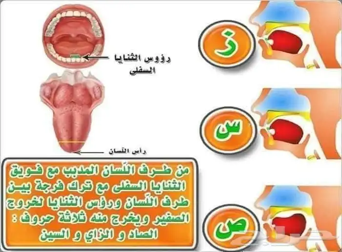 معلم تأسيس وقرآن ونور البيان وتجويد للأطفال وكبار السن 4