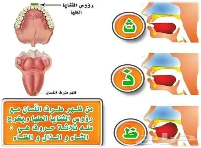 معلم تأسيس وقرآن ونور البيان وتجويد للأطفال وكبار السن 3