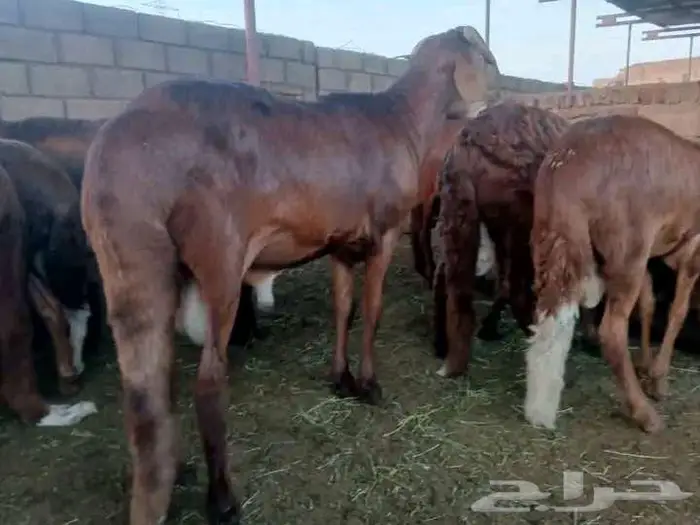 بيطري اغنام 0