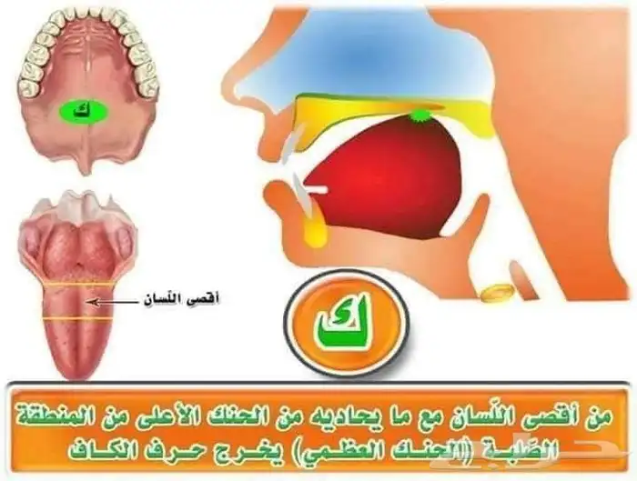 معلم تأسيس وقرآن ونور البيان وتجويد للأطفال وكبار السن 6