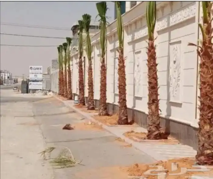 السلام عليكم ورحمه الله وبركاته عندنا نخل طيب متواجد في مكه 2