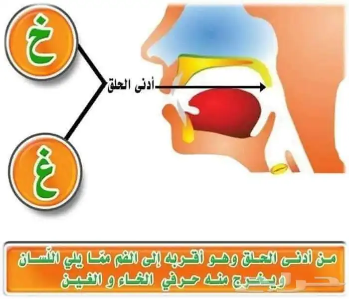 معلم تأسيس وقرآن ونور البيان وتجويد للأطفال وكبار السن 7