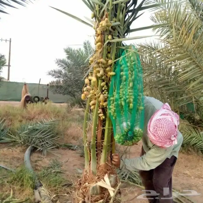 نخل عربي واشنطني خلاض برحي صقعي شيشي مجدول سكري فسايل 2