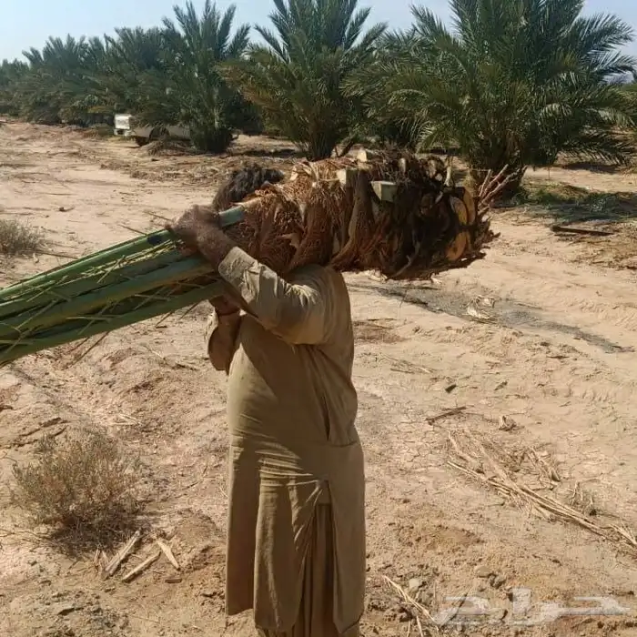 نخل عربي واشنطني خلاض برحي صقعي شيشي مجدول سكري فسايل 5