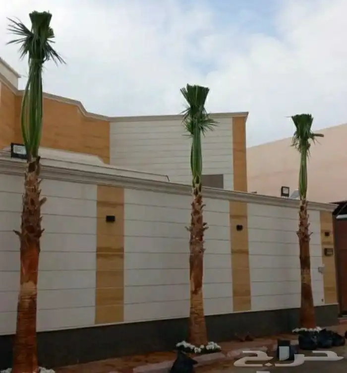 نخل واشنطنيا للبيع 6