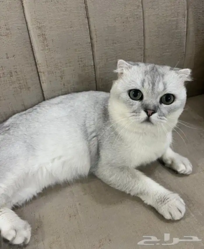 سكوتش تربل فولد ذكر 0