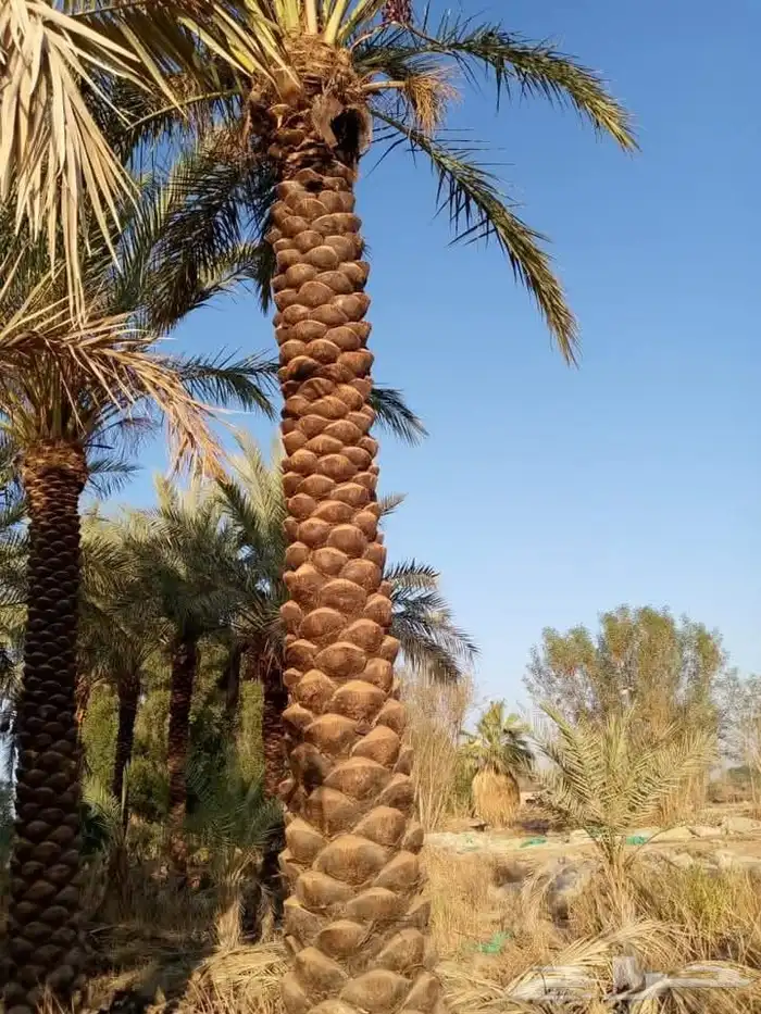 نخل عربي واشنطني خلاض برحي صقعي شيشي مجدول سكري فسايل 10