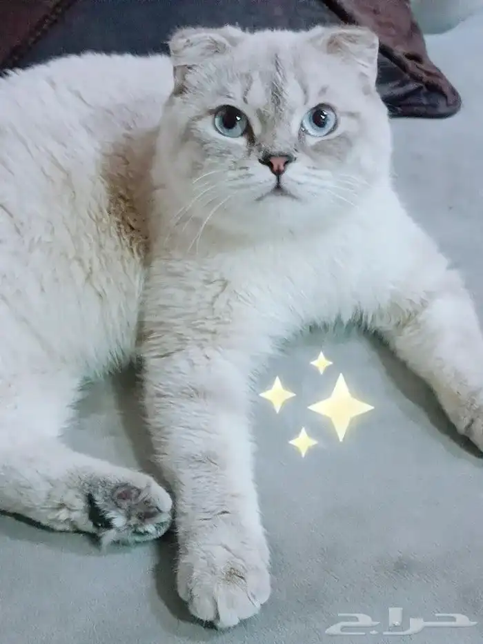 قطه سكوتش فولد 0