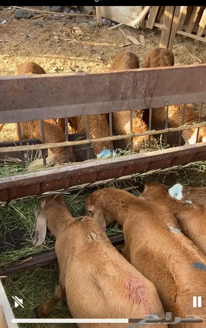 المندينه المنوره 0