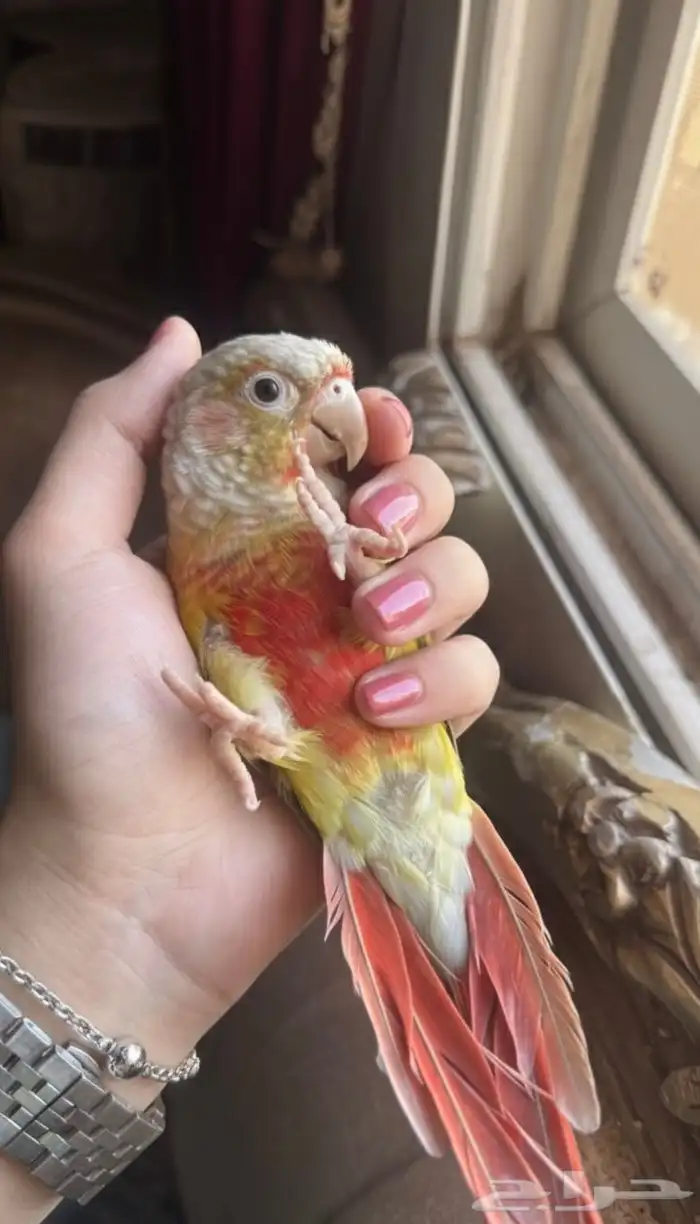 كنيور اناناس اليف 0