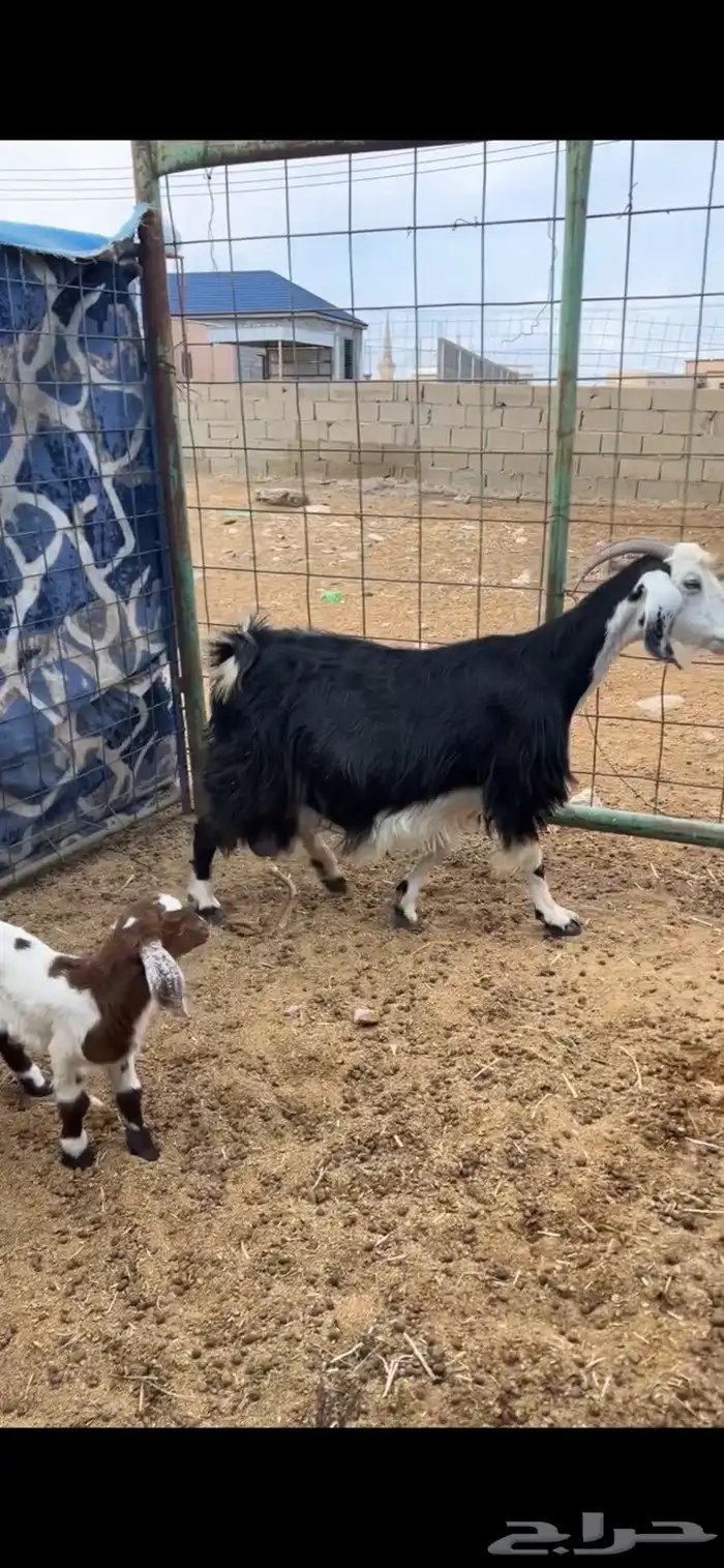 عنز دافع طيبه 0