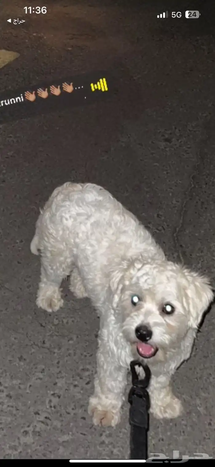 كلب لي التبني برسوم نوعه مالتيز نظيف 0