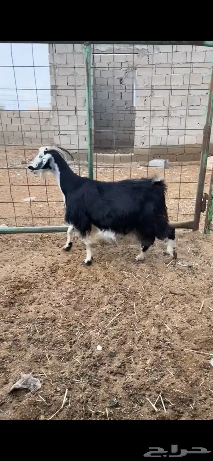 عنز دافع طيبه 1