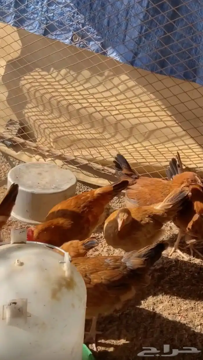 دجاج العدد 25 0