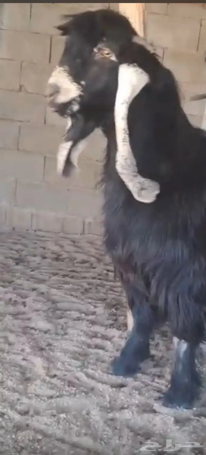 تيس عارضي ثني 4