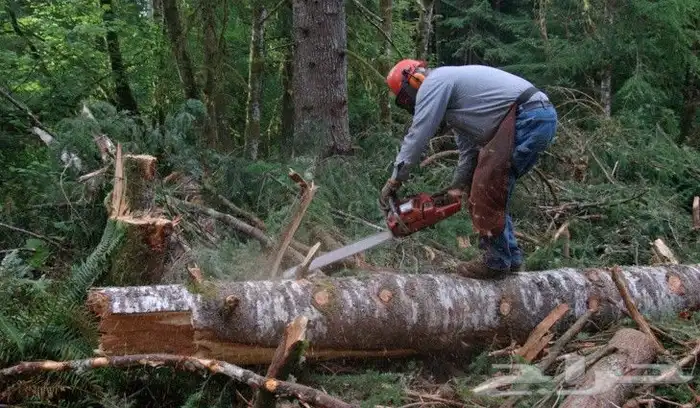 زرع طبيعي عشب طبيعي شبكات راي اشجار نباتات احواض زراعة طبيعي 1