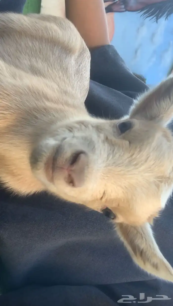 تيوس قزميه للبيع 1