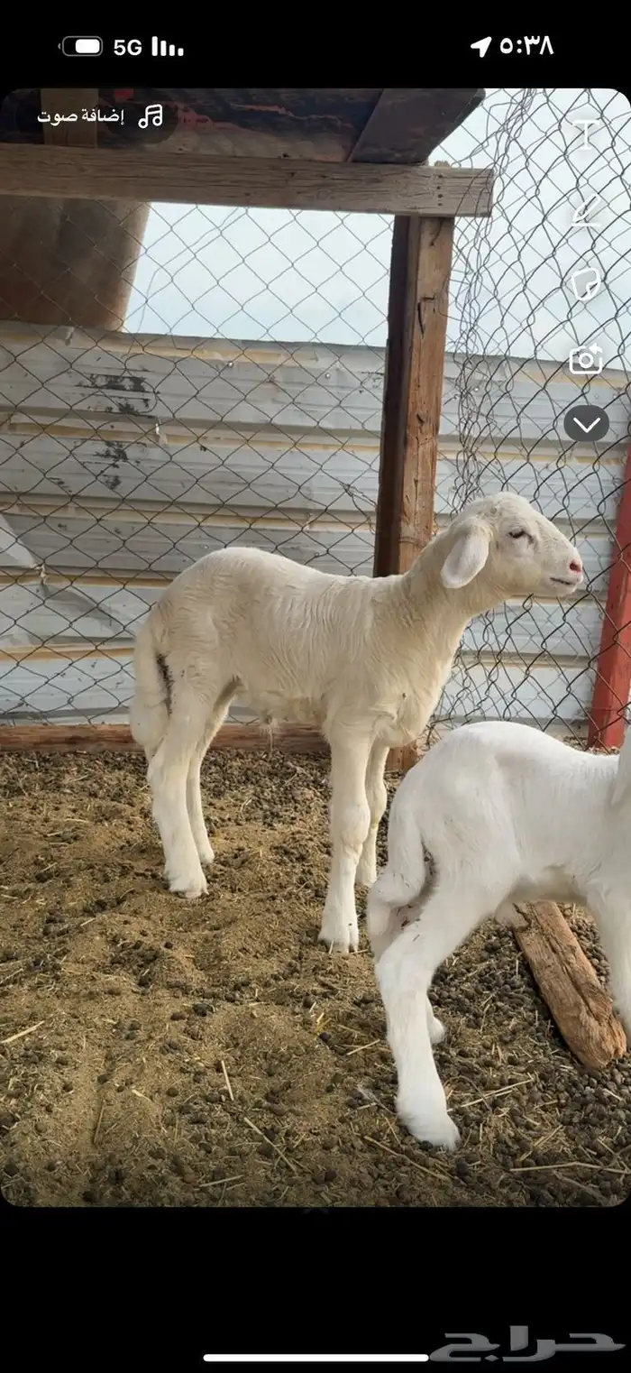 طلي حري صنف 3