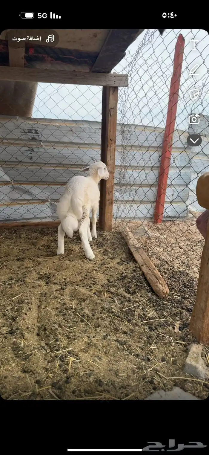 طلي حري صنف 1