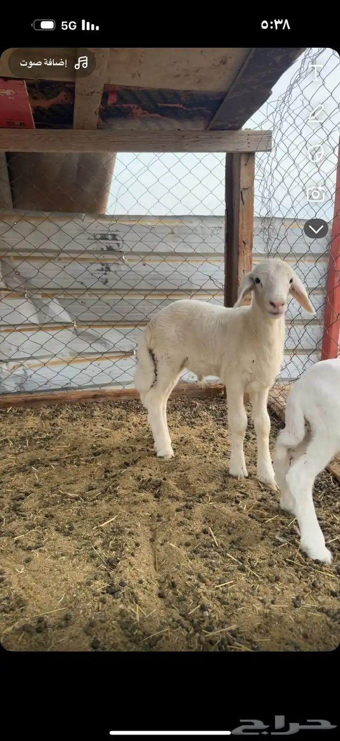 طلي حري صنف 2