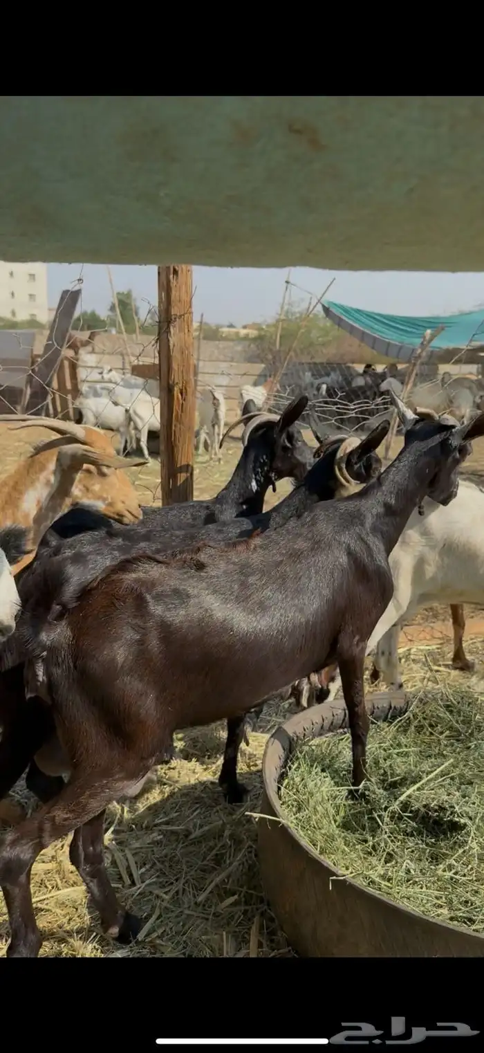 12 معزا جنوبيات دفيع حمر ع540ريال 2