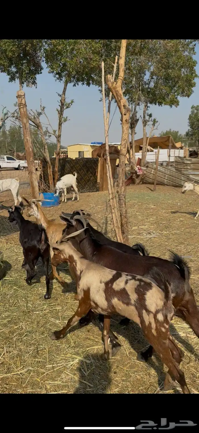 12 معزا جنوبيات دفيع حمر ع540ريال 1