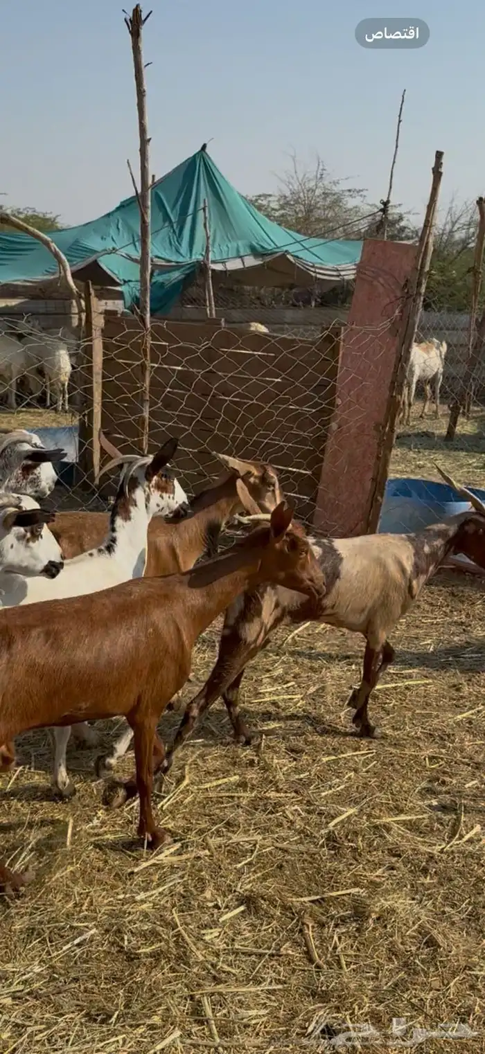 12 معزا جنوبيات دفيع حمر ع540ريال 4