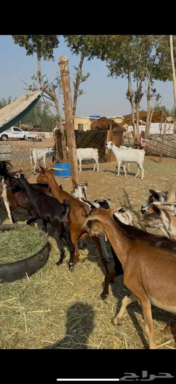 12 معزا جنوبيات دفيع حمر ع540ريال 3