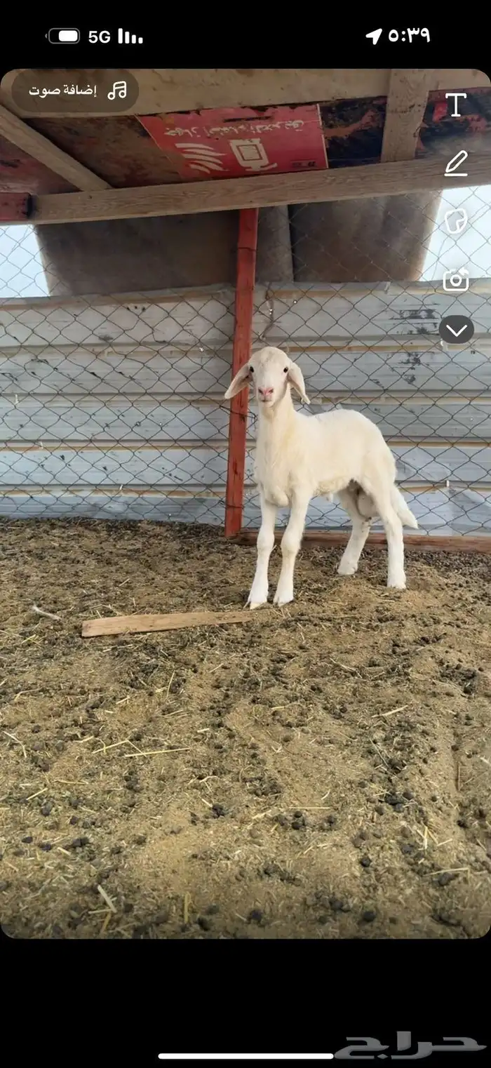 طلي حري صنف 0