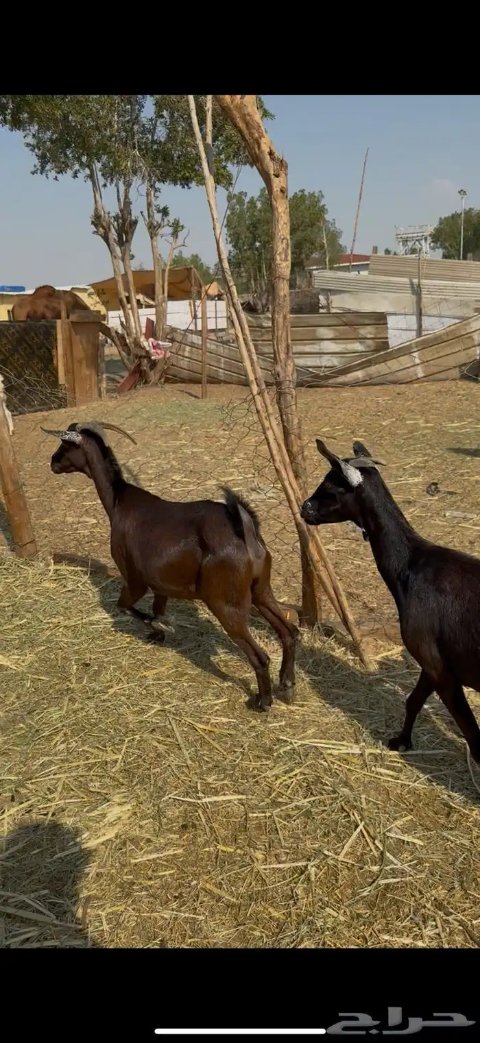 12 معزا جنوبيات دفيع حمر ع540ريال 0