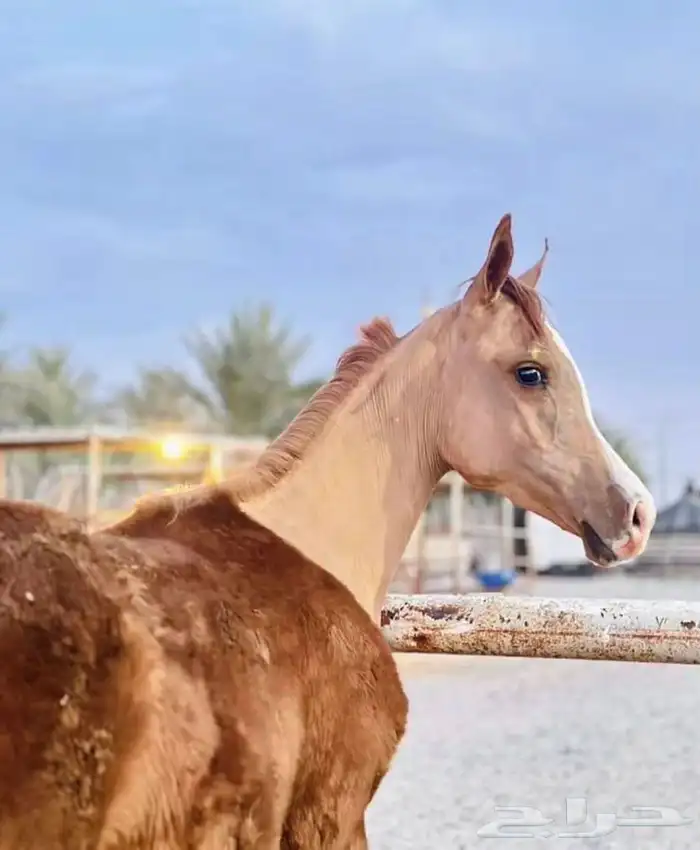 مهره شعبية 1