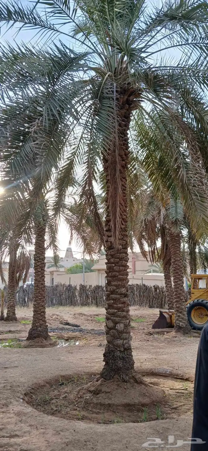 بيع نخل 5 متر 6 متر عدد 32 حبه 2