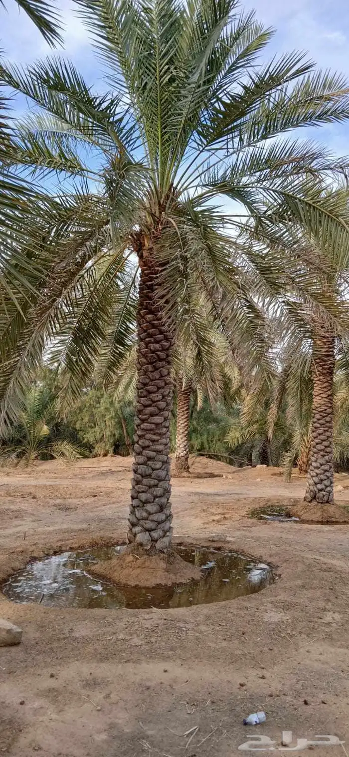 بيع نخل 5 متر 6 متر عدد 32 حبه 3