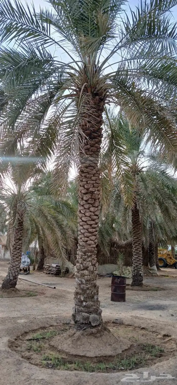 بيع نخل 5 متر 6 متر عدد 32 حبه 1