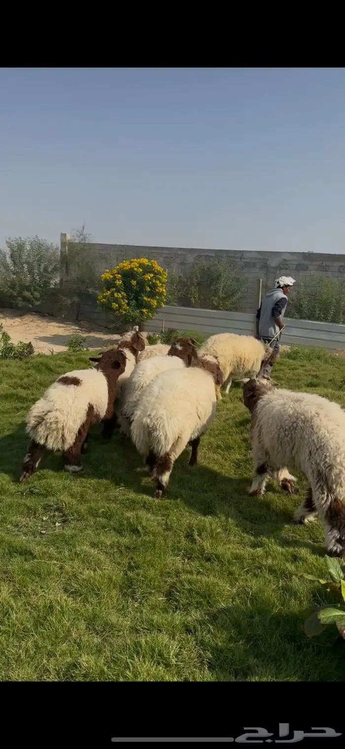 ذبائح نعيمي بلدي بري فل نظاف 0