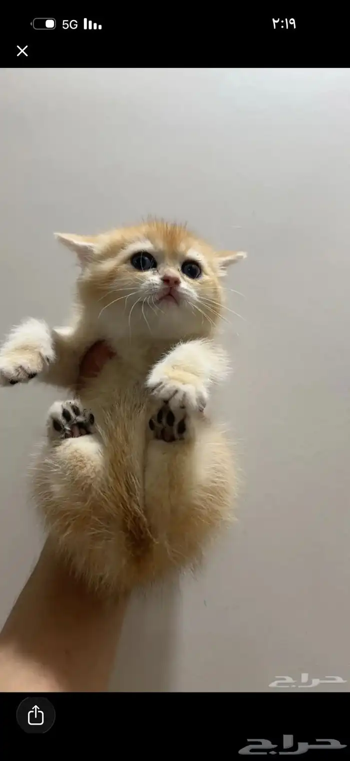 قط   اسكوتش قولد ny12 0