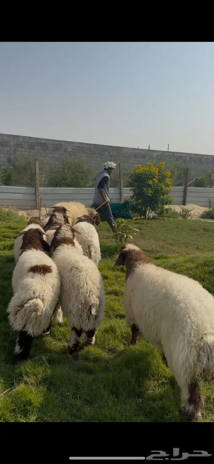 ذبايح خرفان نعيم جذع بلدي بري فل نظاف 0
