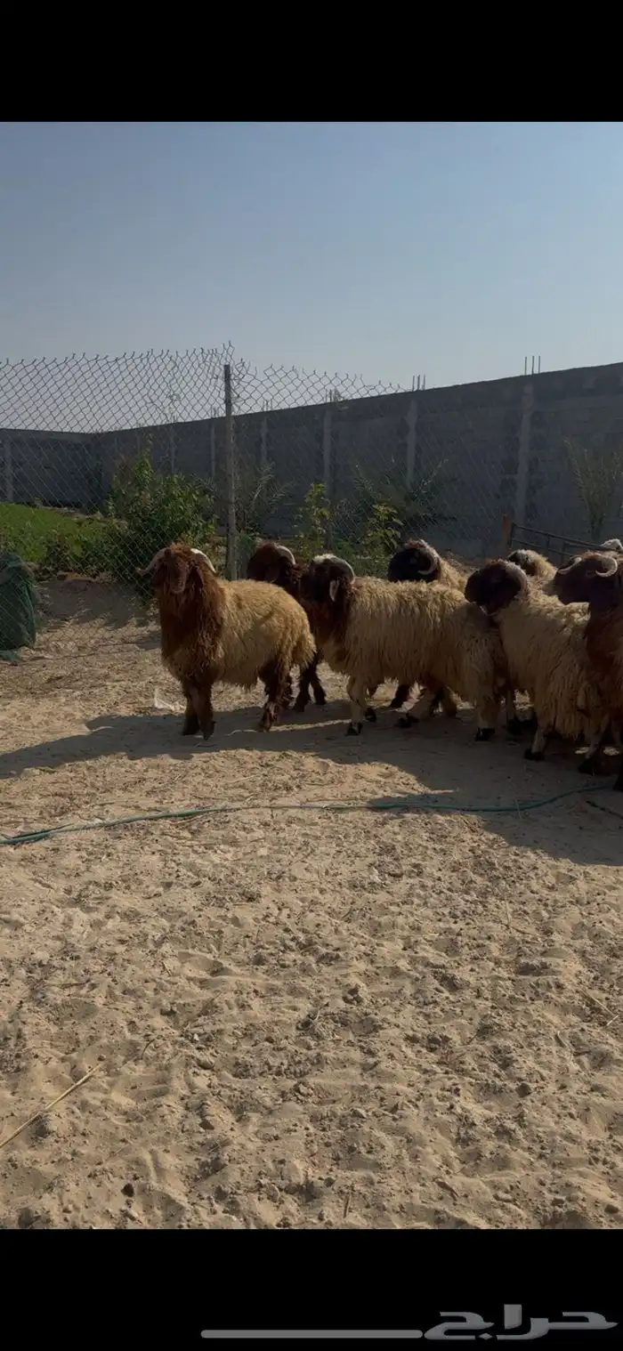 خروف نعيم جبر بلدي بري فل 0