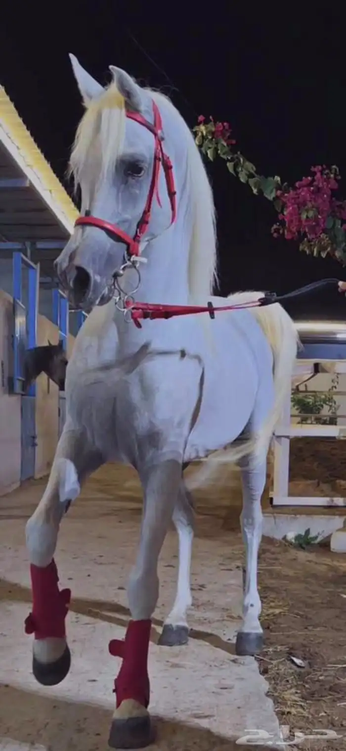 حصان مصري بيور شييخ 2