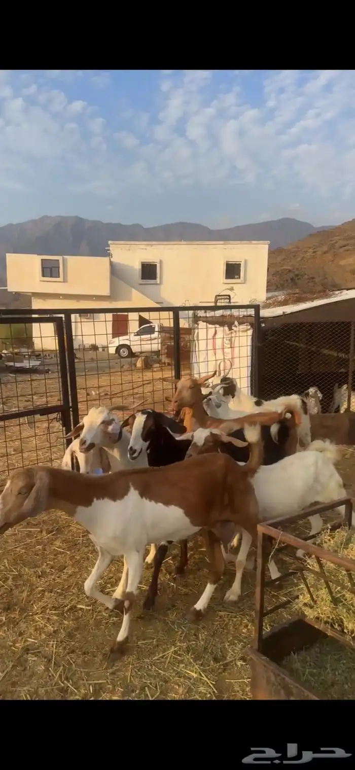 ماعز بيشيات مواليد 0