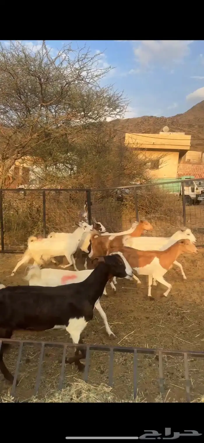 ماعز بيشيات مواليد 2