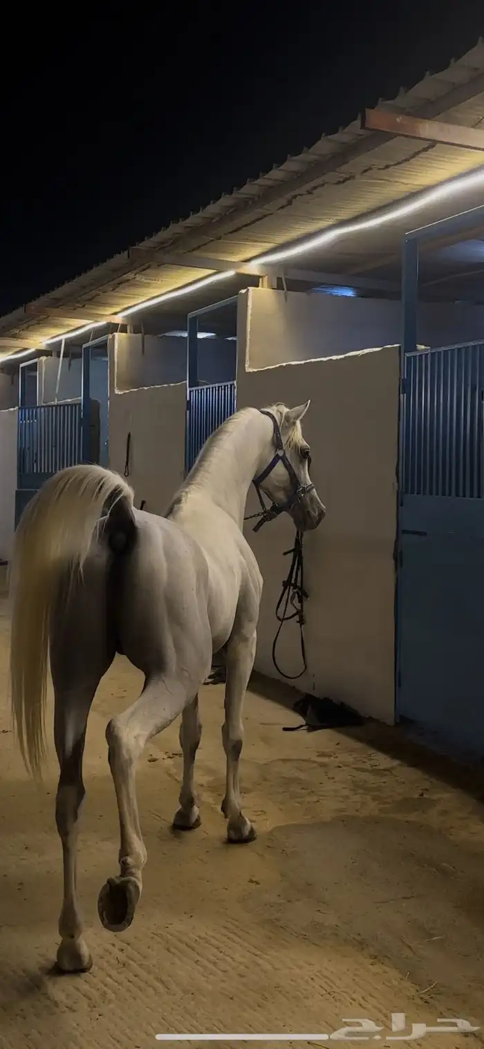 حصان مصري بيور شييخ 3