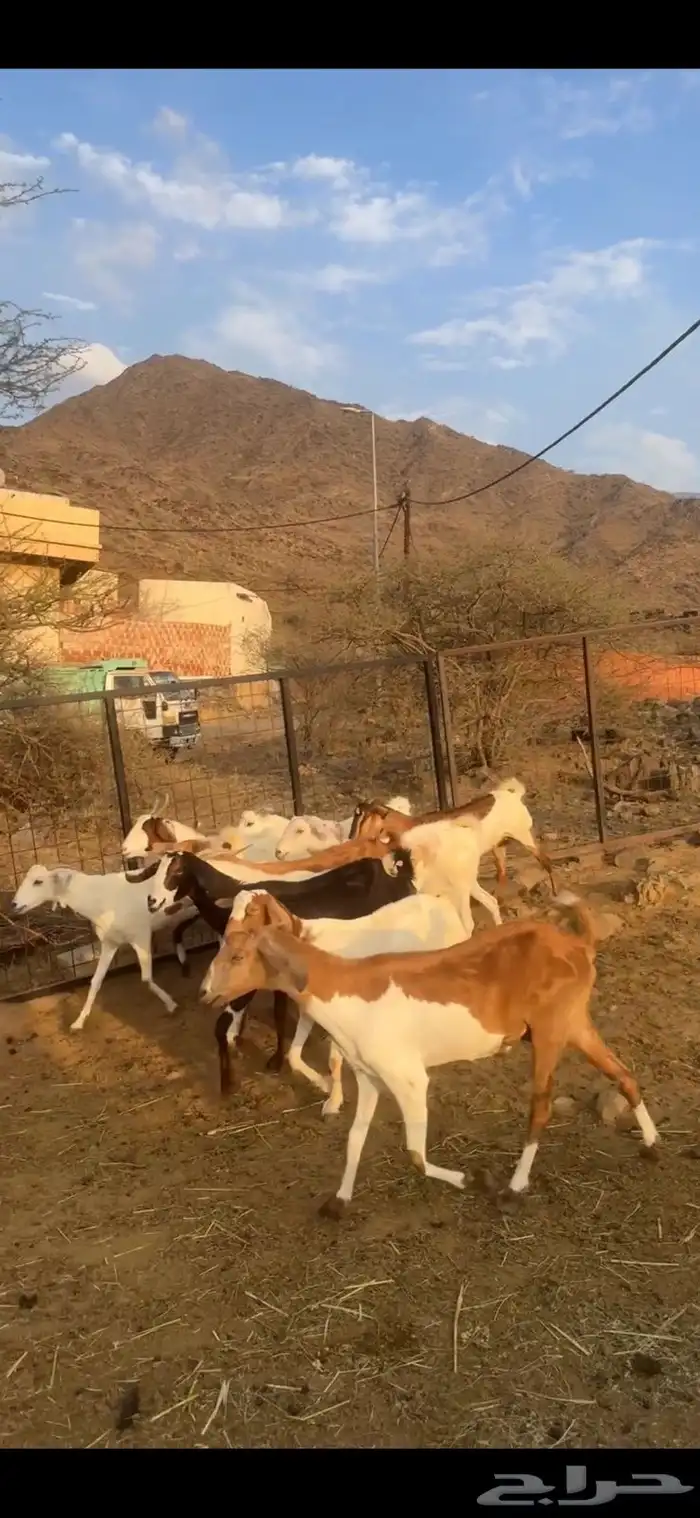 ماعز بيشيات مواليد 3