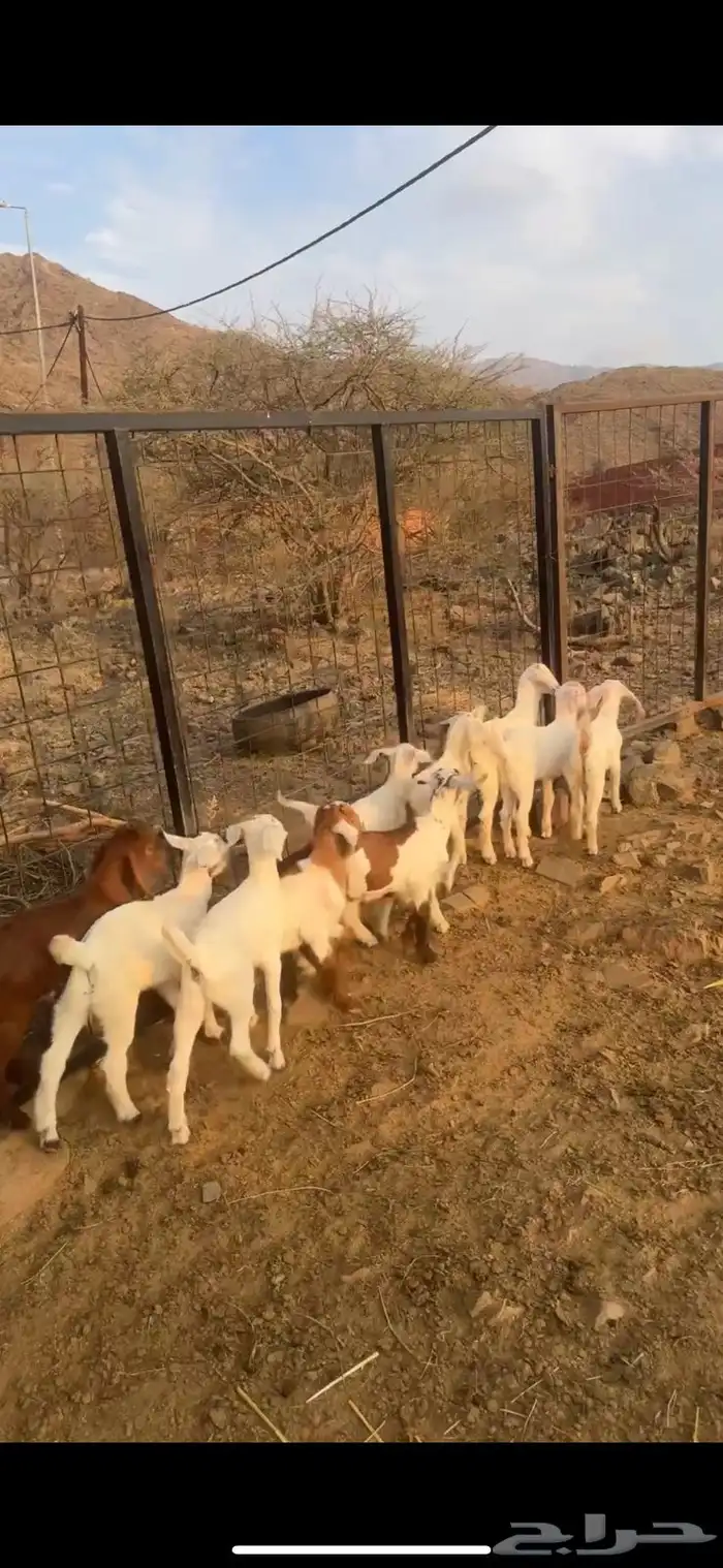 ماعز بيشيات مواليد 1