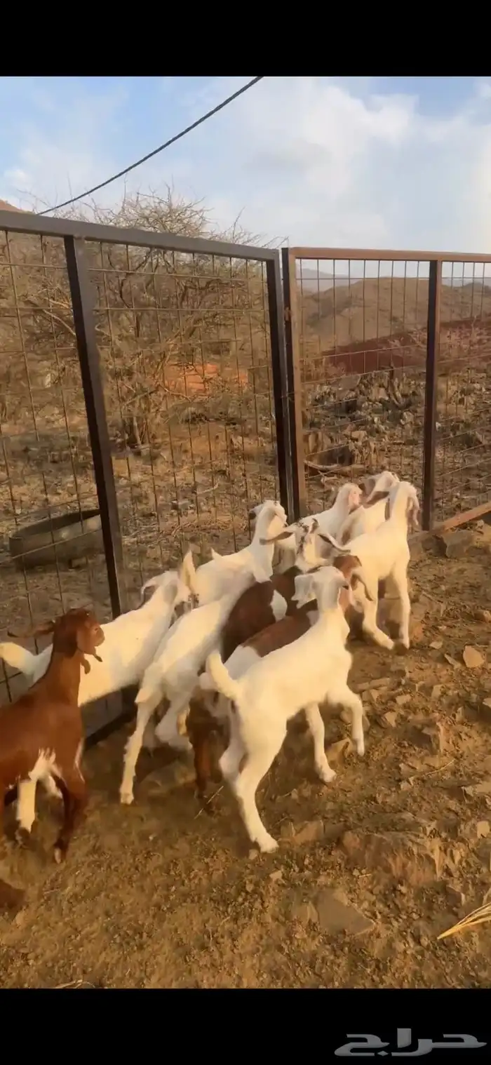 ماعز بيشيات مواليد 4