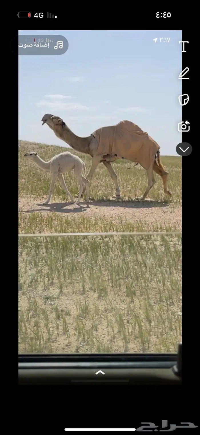 للبيع بكره الوضحا لقيه ابوها رماني 1