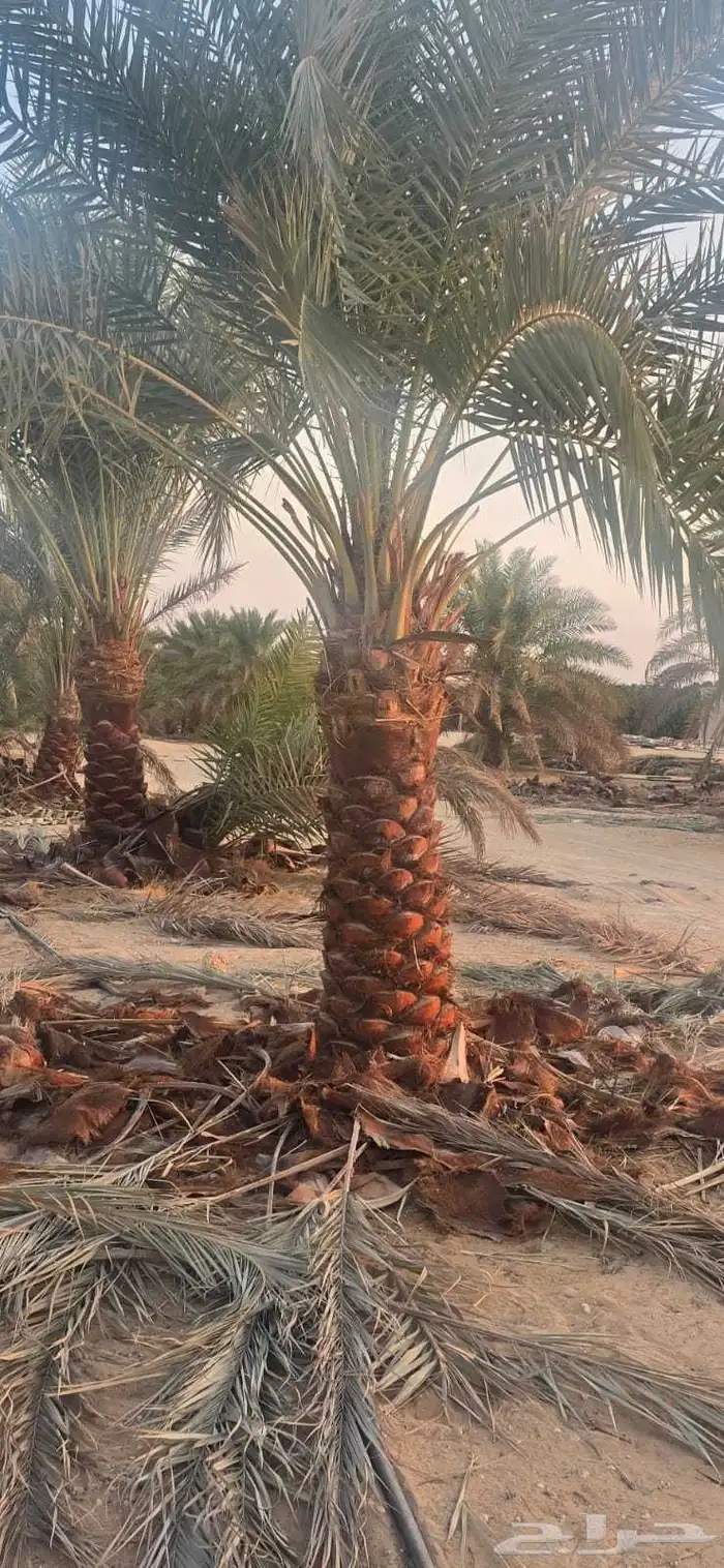 نخل وأشنطونيا وعربي بجميع المقاسات 0